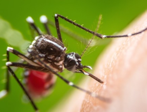Mosquito Season Is Coming: Are You Prepared?