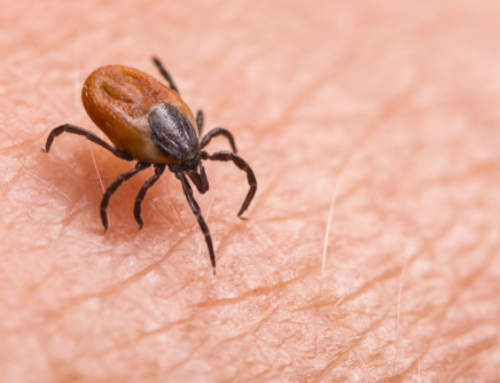 3 Tick-Borne Diseases You Need To Know About