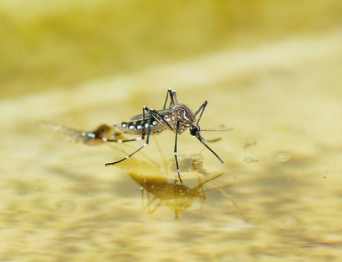 Effective Tips To Prevent Mosquito Bites This Summer