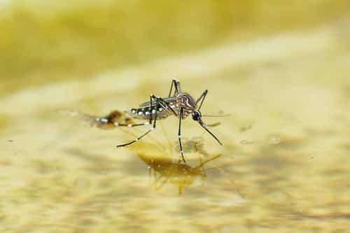 Effective Tips to Prevent Mosquito Bites This Summer