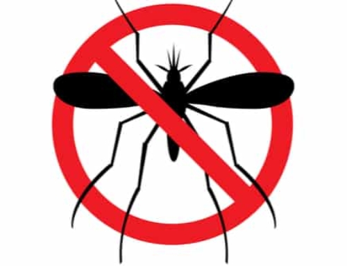 How to Choose the Best Mosquito Control Method for Your Yard