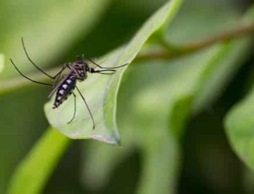 How to Make Your Yard Uninviting for Mosquitoes?