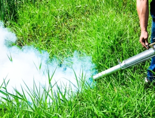 Why Mosquito Fogging Is Important?