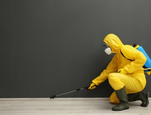 The Best Pest Control Methods for Your Home