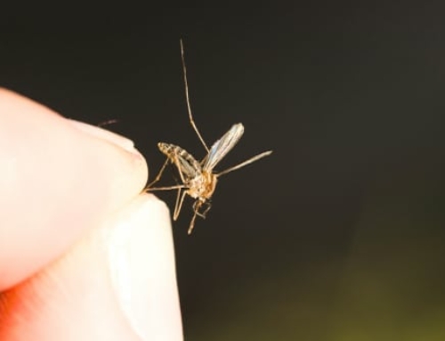 Are Mosquito Traps Really Effective?